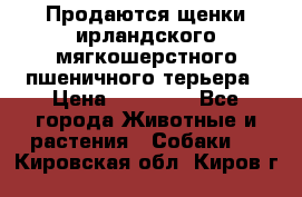 Продаются щенки ирландского мягкошерстного пшеничного терьера › Цена ­ 30 000 - Все города Животные и растения » Собаки   . Кировская обл.,Киров г.